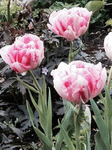 seawatch holiday home